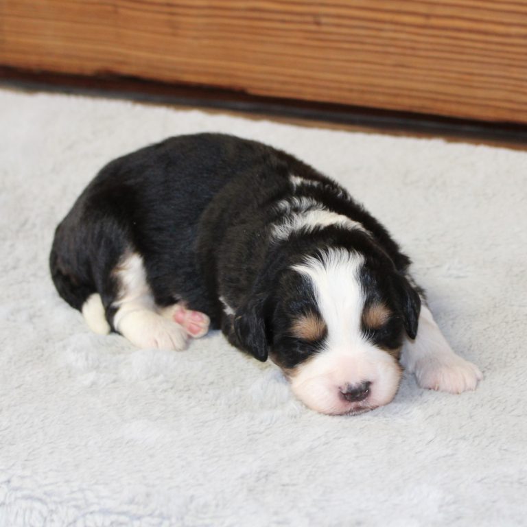 Black tri-color F1 Mini Bernedoodle puppy female