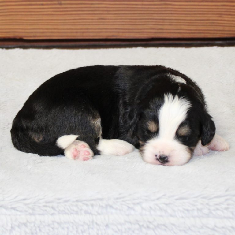 F1 black tri-color mini Bernedoodle female. Health tested, genetic clear, OFA Tested.