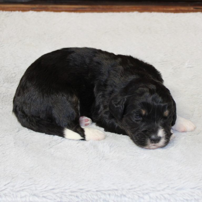 F1 black tri-color mini Bernedoodle female. Health tested, genetic clear, OFA Tested.