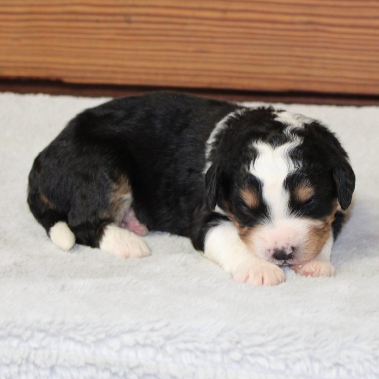 F1 black tri-color mini Bernedoodle female. Health tested, genetic clear, OFA Tested.