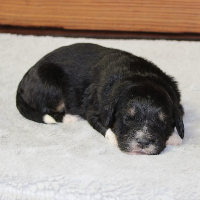 F1 black tri-color mini Bernedoodle female. Health tested, genetic clear, OFA Tested.