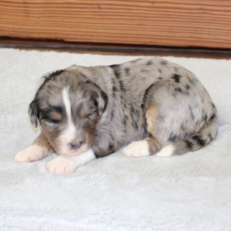 F1 blue merle tri-color mini Bernedoodle female. Health tested, genetic clear, OFA Tested