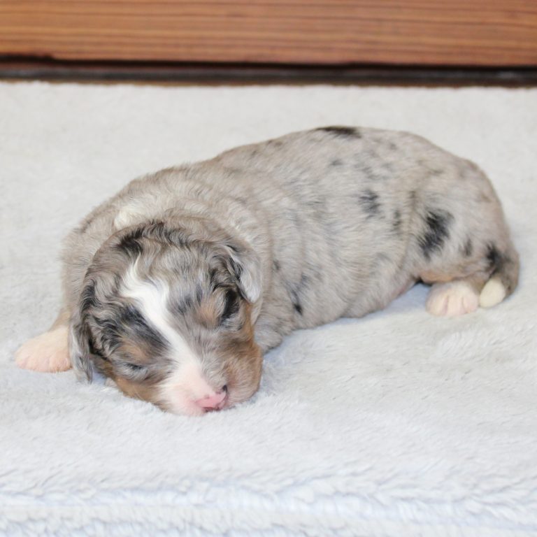 F1 blue merle tri-color mini Bernedoodle female. Health tested, genetic clear, OFA Tested