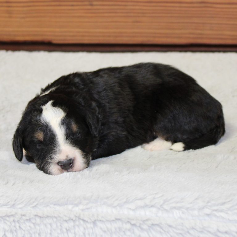 F1 black tri-color mini Bernedoodle male. Health tested, genetic clear, OFA Tested.