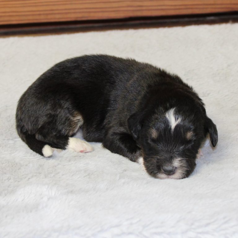 F1 black tri-color mini Bernedoodle male. Health tested, genetic clear, OFA Tested.