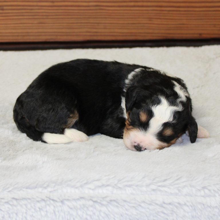 F1 black tri-color mini Bernedoodle male. Health tested, genetic clear, OFA Tested.