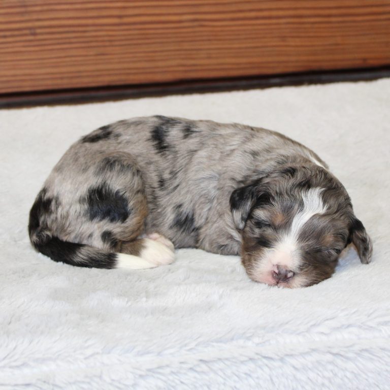 F1 blue merle tri-color mini Bernedoodle male. Health tested, genetic clear, OFA Tested.