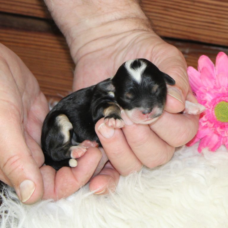 F1b Tiny micro-mini Bernedoodle female black tri-color