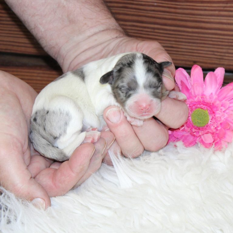 F1b Tiny micro-mini Bernedoodle female blue merle tri-color