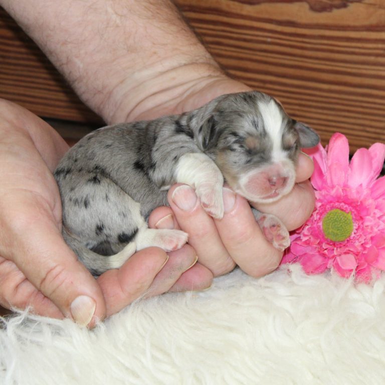 F1b Tiny micro-mini Bernedoodle female blue merle tri-color