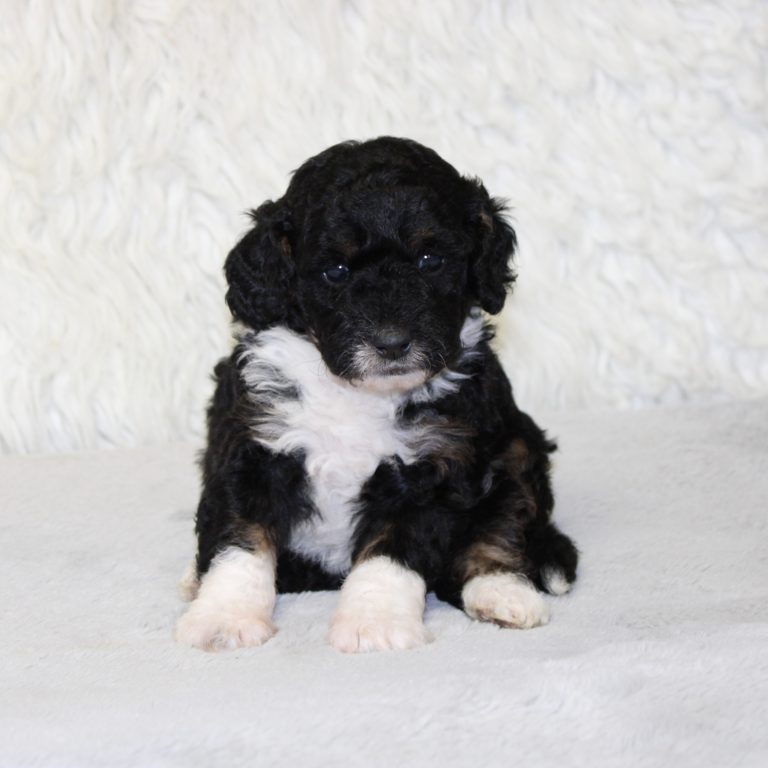 F1b Tiny micro-mini Bernedoodle female black tri-color