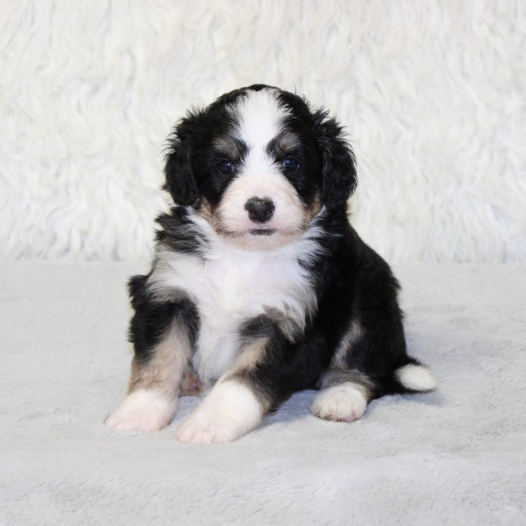 F1b Tiny micro-mini Bernedoodle female black tri-color