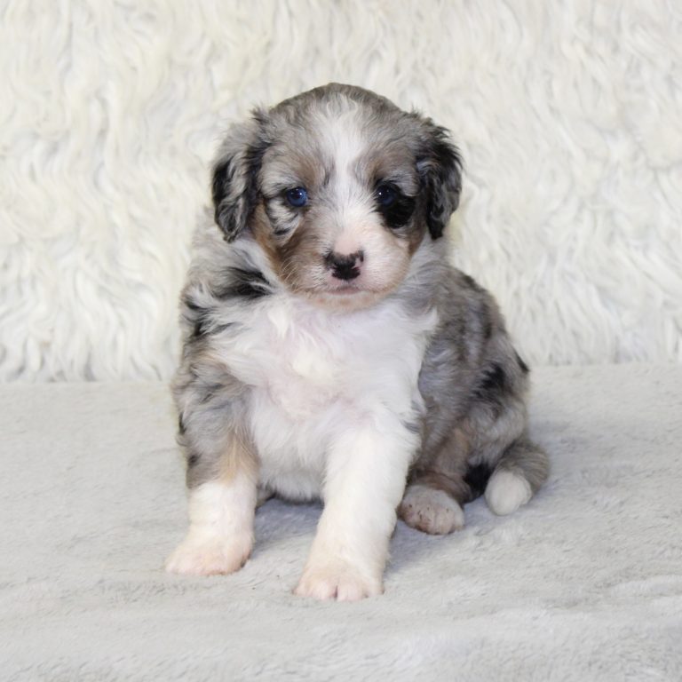 F1b Tiny micro-mini Bernedoodle female blue merle tri-color
