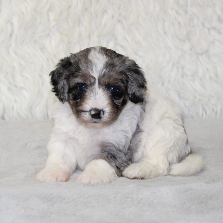F1b Tiny micro-mini Bernedoodle female blue merle tri-color