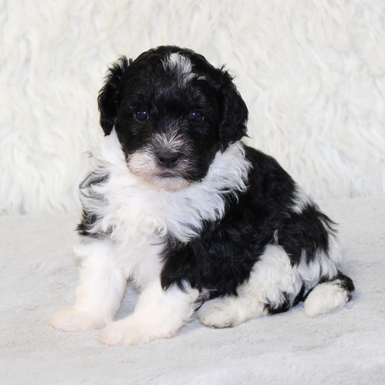 F1b Tiny micro-mini Bernedoodle male black tri-color
