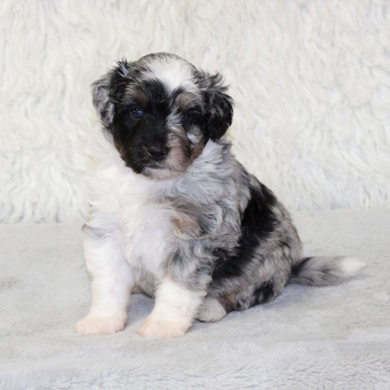 F1b Tiny micro-mini Bernedoodle male blue merle tri-color