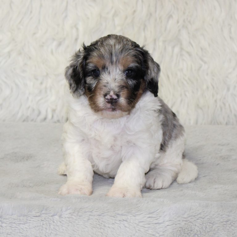 F1b Tiny micro-mini Bernedoodle male blue merle tri-color