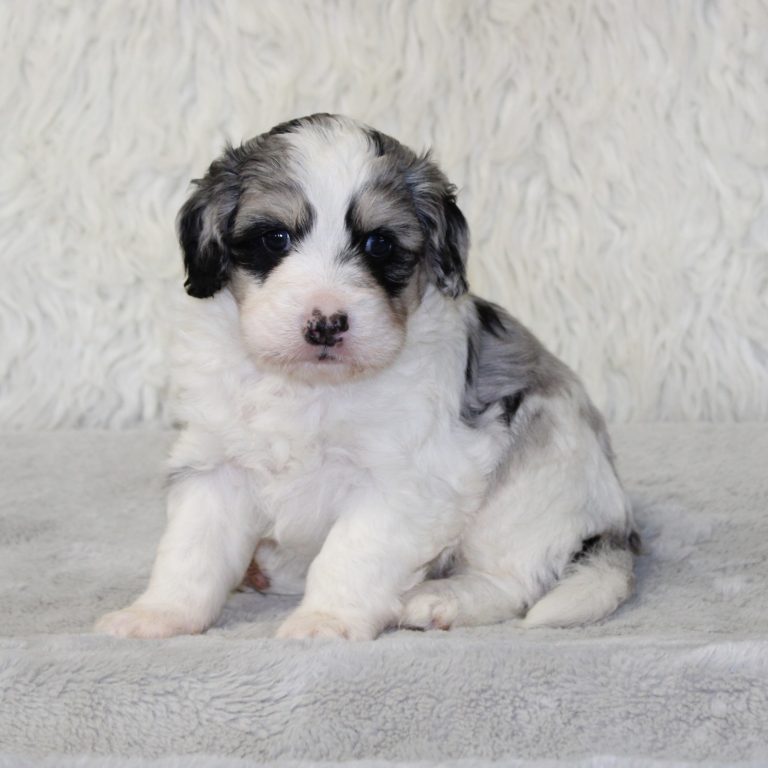 F1b Tiny micro-mini Bernedoodle male blue merle tri-color
