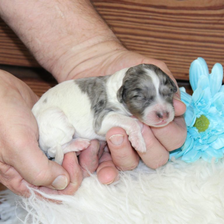 F1b Tiny micro-mini Bernedoodle male blue merle tri-color