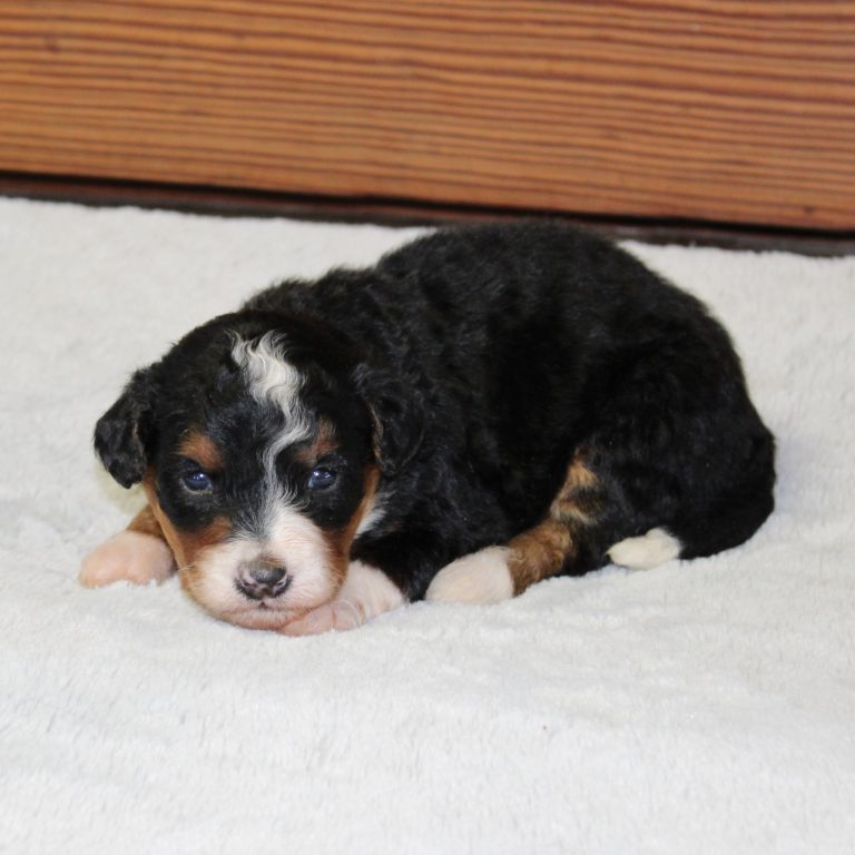 Black tri-color F1 Mini Bernedoodle puppy female