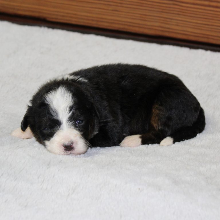 F1 black tri-color mini Bernedoodle female. Health tested, genetic clear, OFA Tested