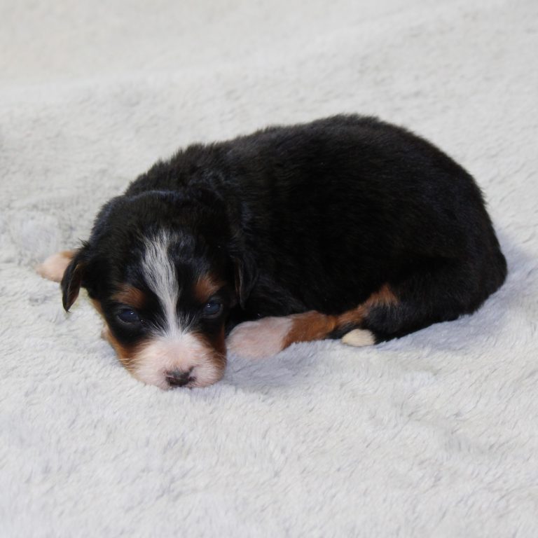 F1 black tri-color mini Bernedoodle female. Health tested, genetic clear, OFA Tested