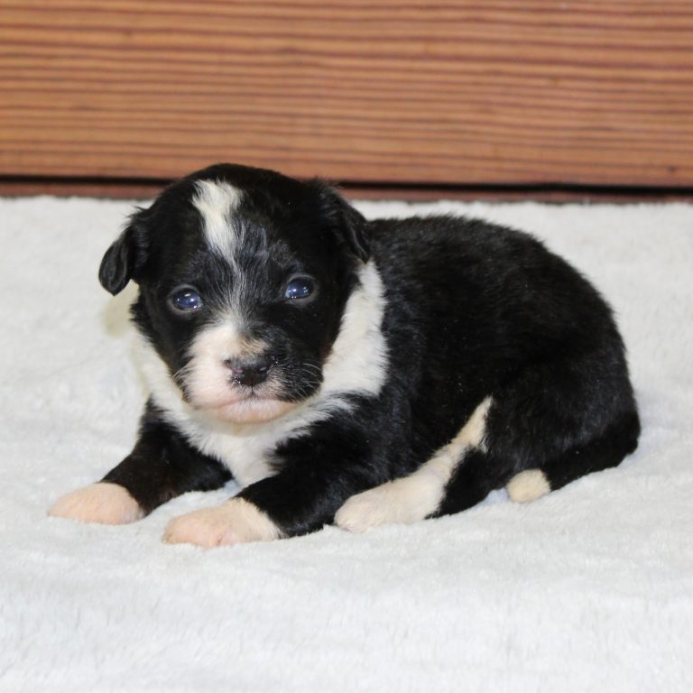 F1 black tri-color mini Bernedoodle female. Health tested, genetic clear, OFA Tested