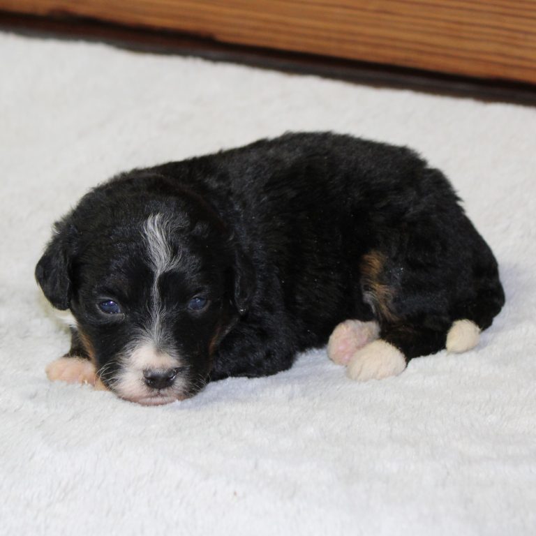 F1 black tri-color mini Bernedoodle female. Health tested, genetic clear, OFA Tested