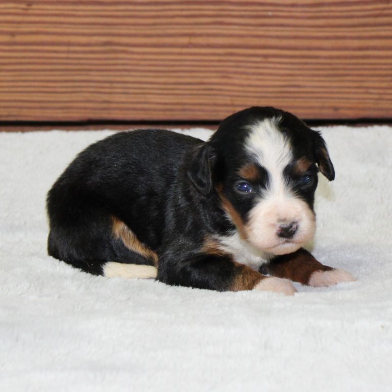 F1 black tri-color mini Bernedoodle female. Health tested, genetic clear, OFA Tested