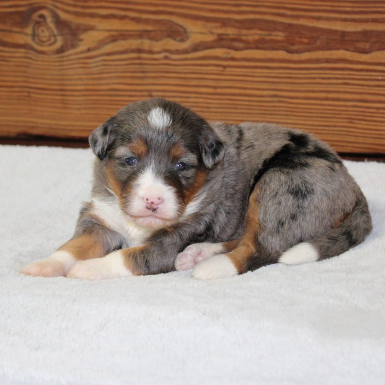 F1 blue merle tri-color mini Bernedoodle female. Health tested, genetic clear, OFA Tested