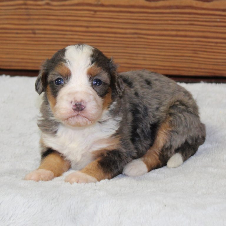 F1 blue merle tri-color mini Bernedoodle female. Health tested, genetic clear, OFA Tested