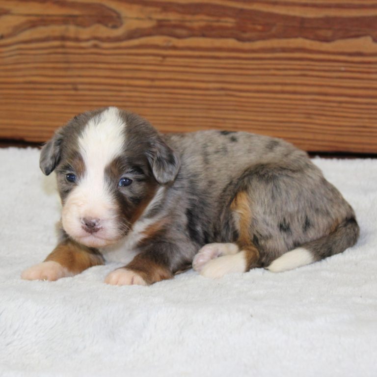 F1 blue merle tri-color mini Bernedoodle female. Health tested, genetic clear, OFA Tested