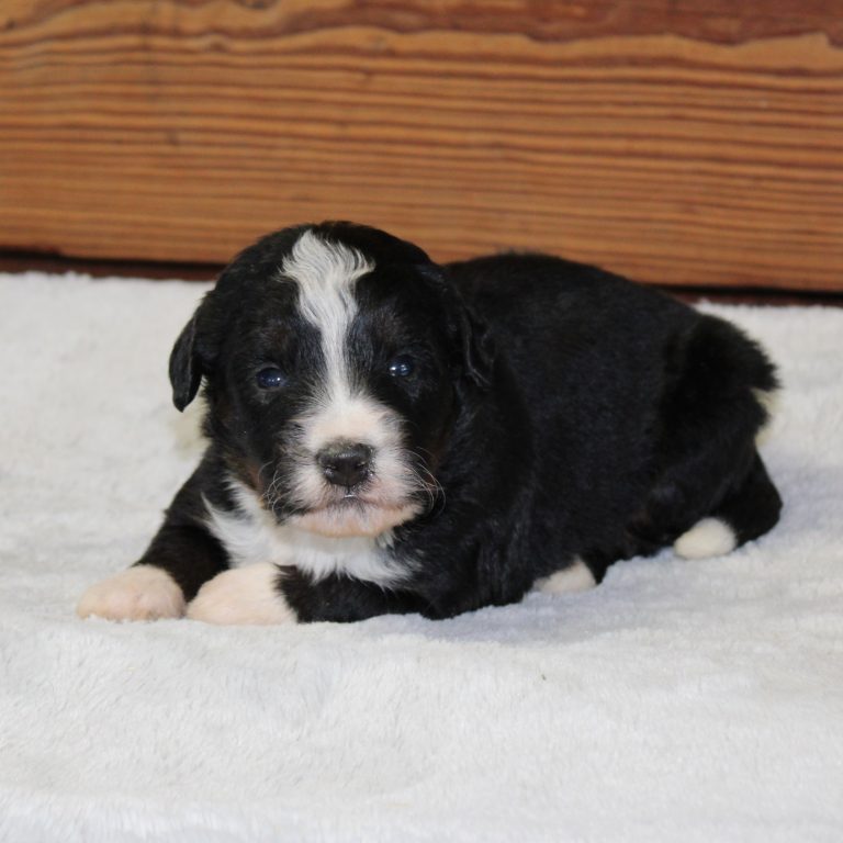 F1 black tri-color mini Bernedoodle male. Health tested, genetic clear, OFA Tested.