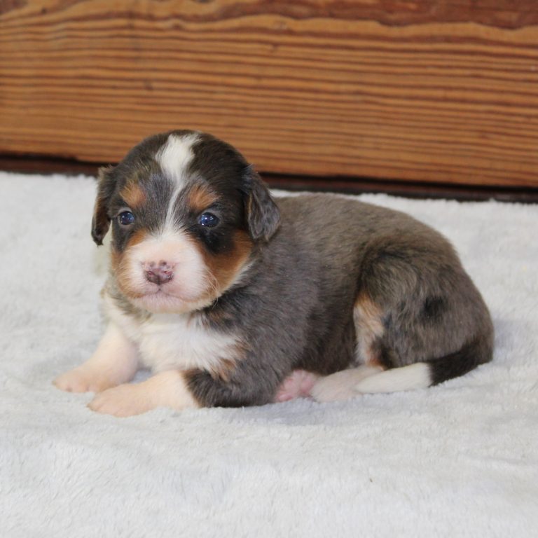 F1 blue merle tri-color mini Bernedoodle male. Health tested, genetic clear, OFA Tested.