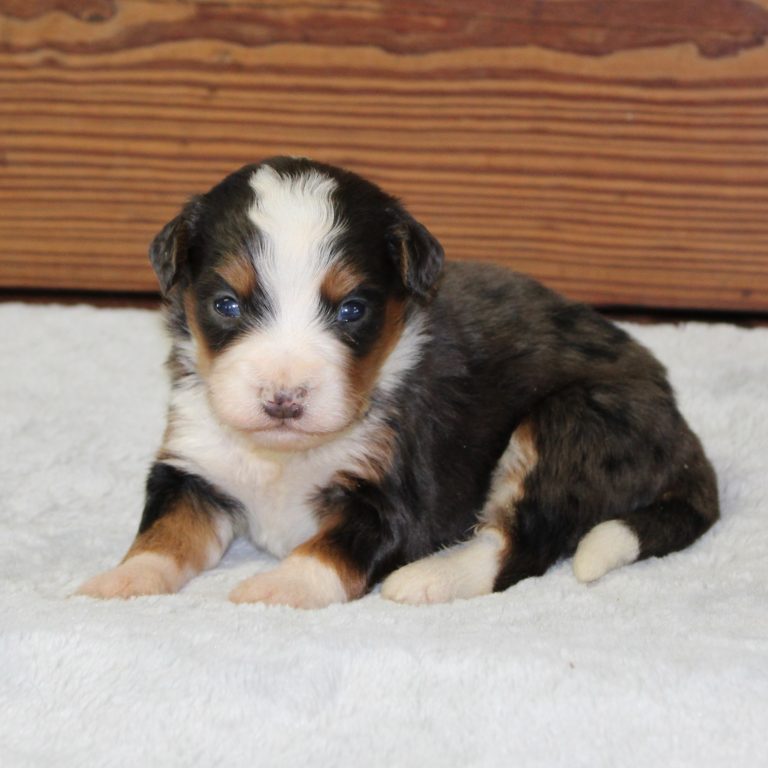 F1 blue merle tri-color mini Bernedoodle male. Health tested, genetic clear, OFA Tested.