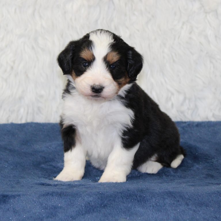 Black tri-color F1 Mini Bernedoodle puppy female
