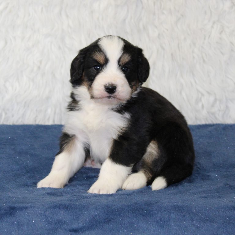 Black tri-color F1 Mini Bernedoodle puppy female