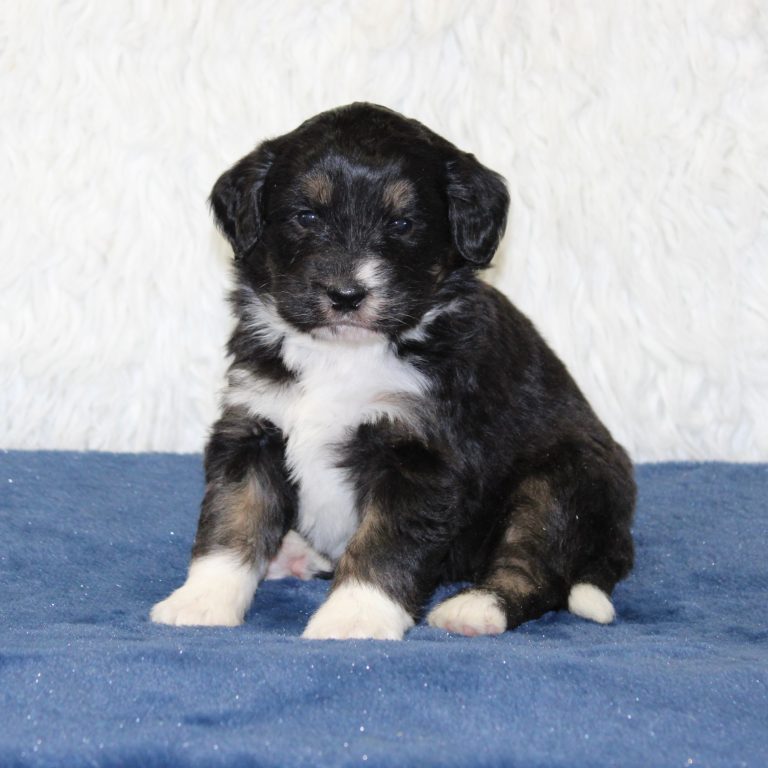 F1 black tri-color mini Bernedoodle female. Health tested, genetic clear, OFA Tested.