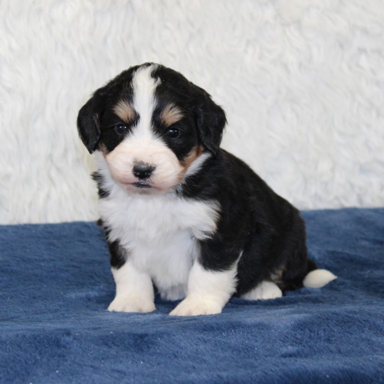 F1 black tri-color mini Bernedoodle female. Health tested, genetic clear, OFA Tested.