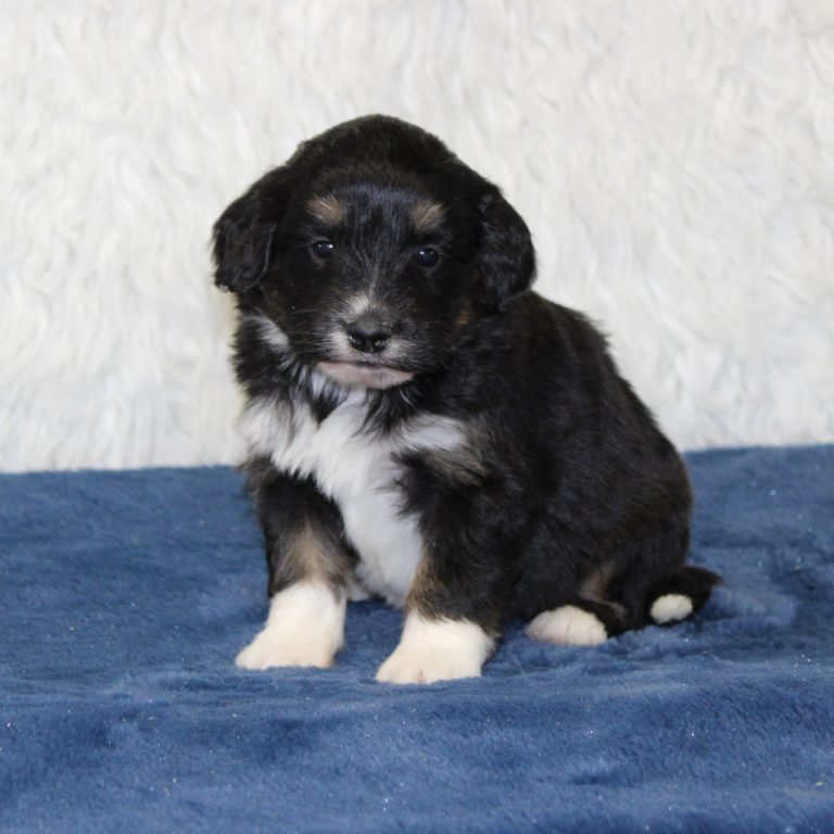 F1 black tri-color mini Bernedoodle female. Health tested, genetic clear, OFA Tested.