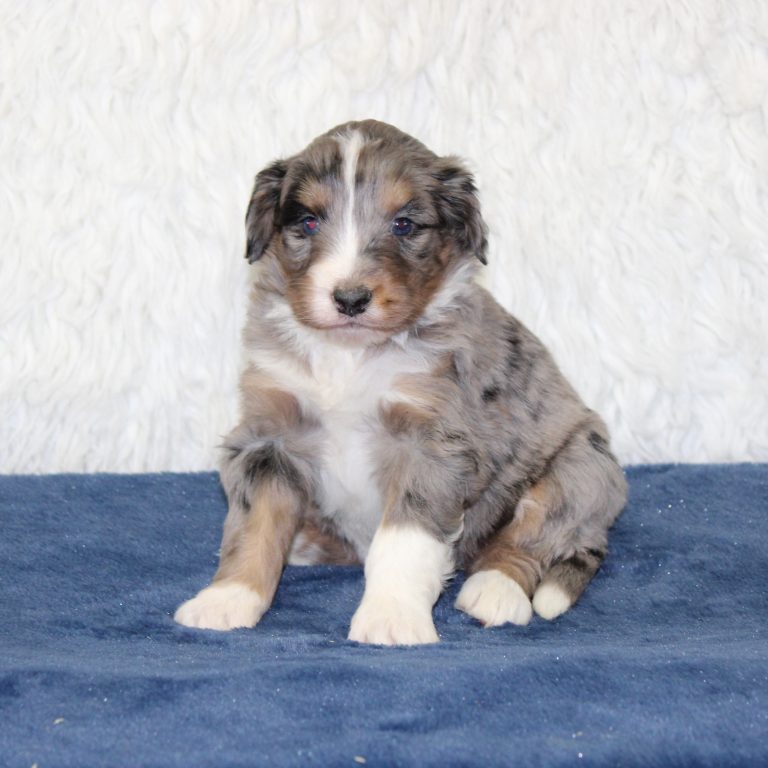 F1 blue merle tri-color mini Bernedoodle female. Health tested, genetic clear, OFA Tested