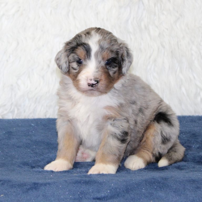 F1 blue merle tri-color mini Bernedoodle female. Health tested, genetic clear, OFA Tested