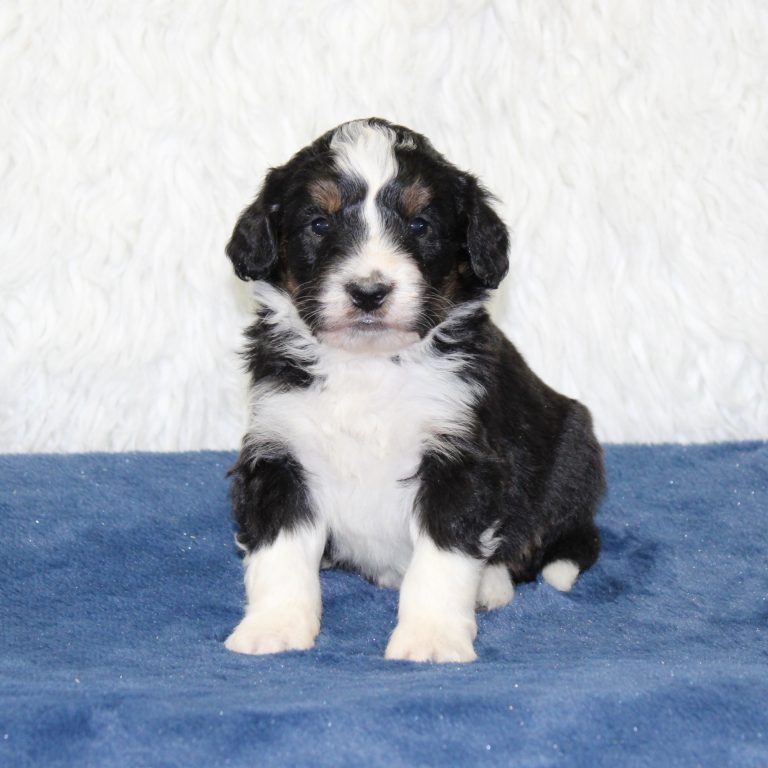 F1 black tri-color mini Bernedoodle male. Health tested, genetic clear, OFA Tested.
