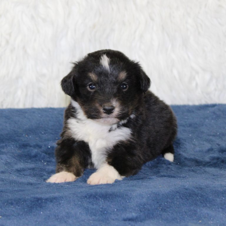F1 black tri-color mini Bernedoodle male. Health tested, genetic clear, OFA Tested.