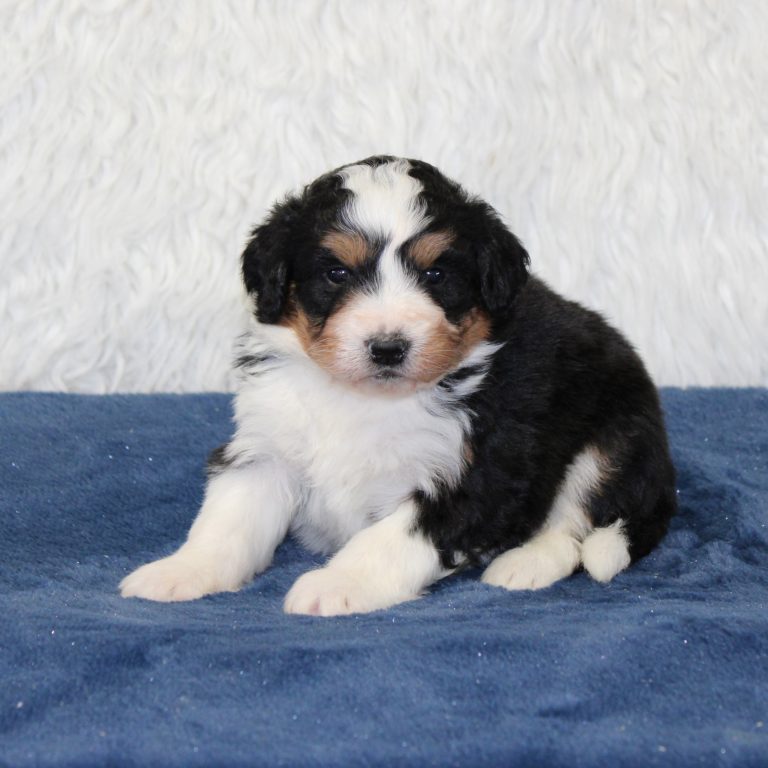 F1 black tri-color mini Bernedoodle male. Health tested, genetic clear, OFA Tested.