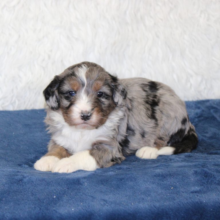 F1 blue merle tri-color mini Bernedoodle male. Health tested, genetic clear, OFA Tested.