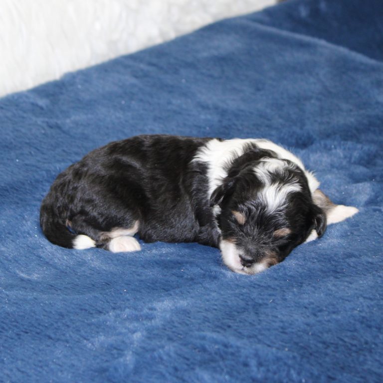 F1b Tiny micro-mini Bernedoodle female black tri-color