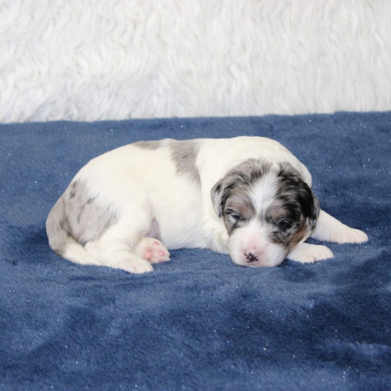 F1b Tiny micro-mini Bernedoodle female blue merle tri-color