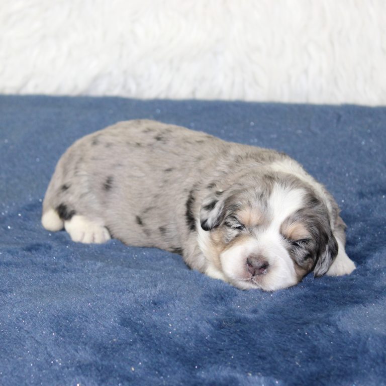 F1b Tiny micro-mini Bernedoodle female blue merle tri-color