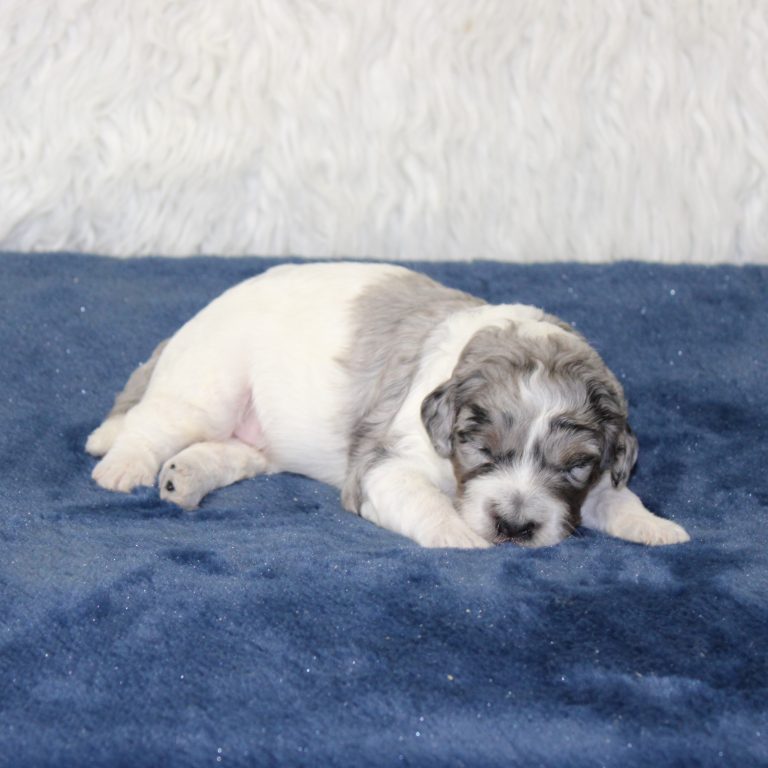 F1b Tiny micro-mini Bernedoodle male blue merle tri-color